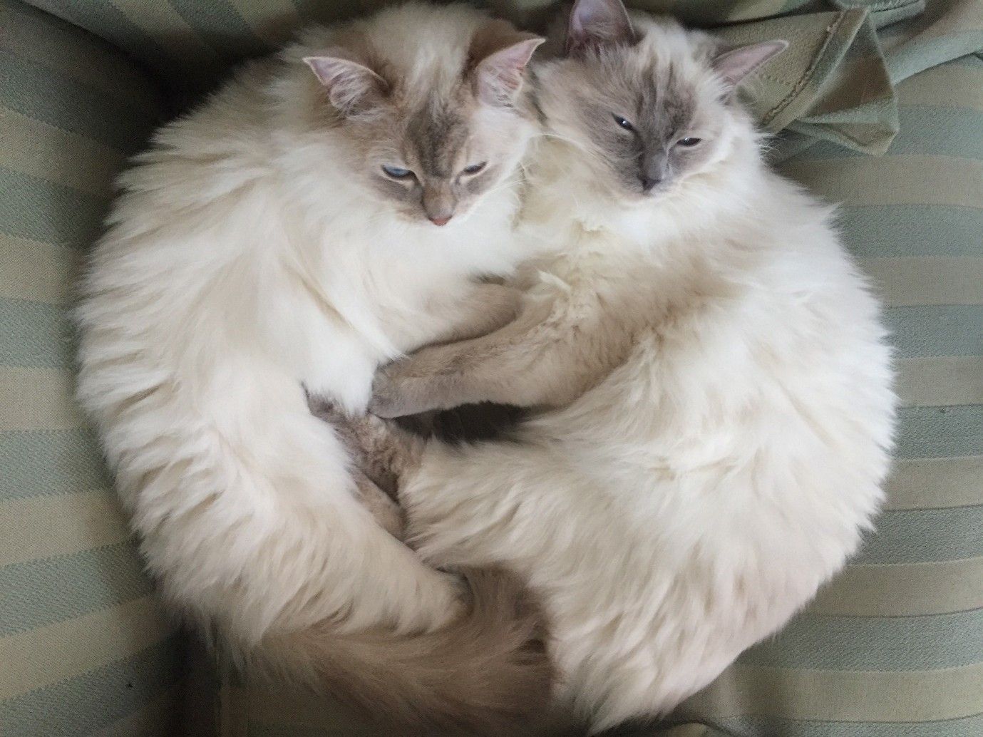 2 white cats.