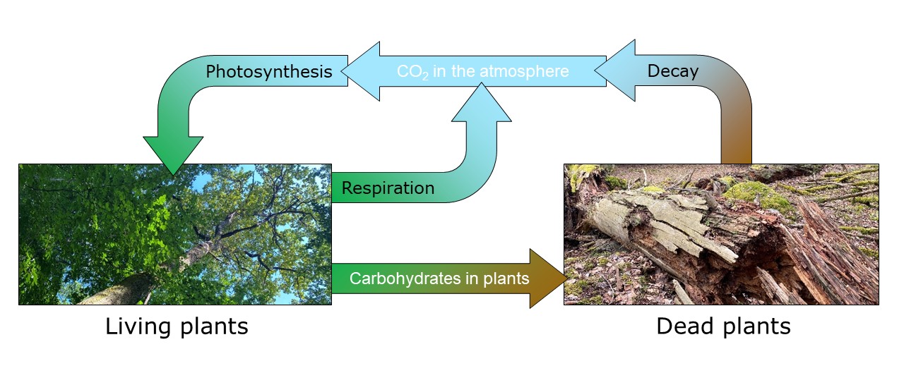 In the fast carbon cycle, carbon dioxide is removed from the atmosphere by photosynthesis and returned to the atmosphere by respiration and decay.