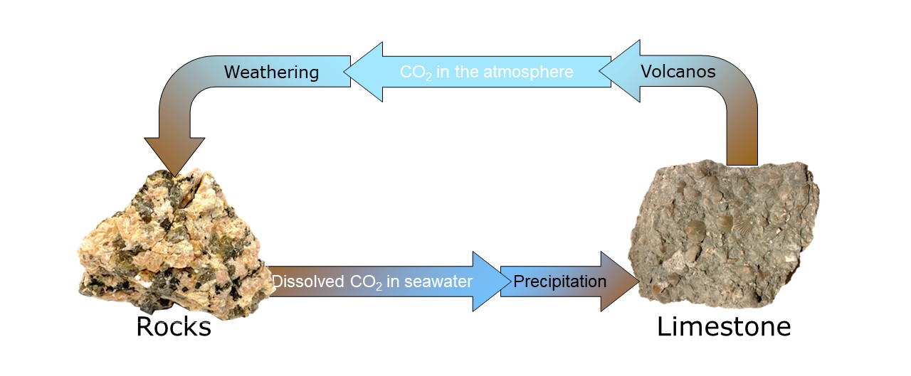 Carbon dioxide is removed from the atmosphere by weathering and returned to the atmosphere by volcanic eruptions.